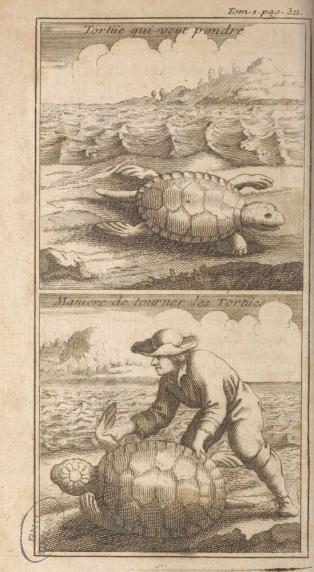 Nouveau voyage aux îles de l’Amérique, Tome 1 page 331, 1722 - Labat